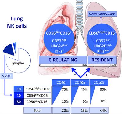 NK Cells in the Human Lungs